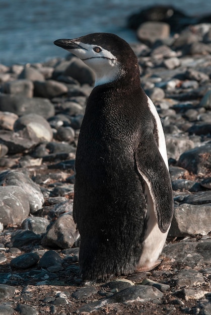 ヒゲペンギン ポーレット島 南極 学名Pygoscelis antarcticus