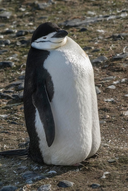 Антарктический пингвин, остров Паулет, Антарктида