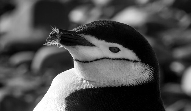 Chinstrap Penguin Paulet island Antartica