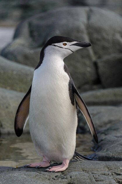 Pinguino sottogola sulla roccia da vicino