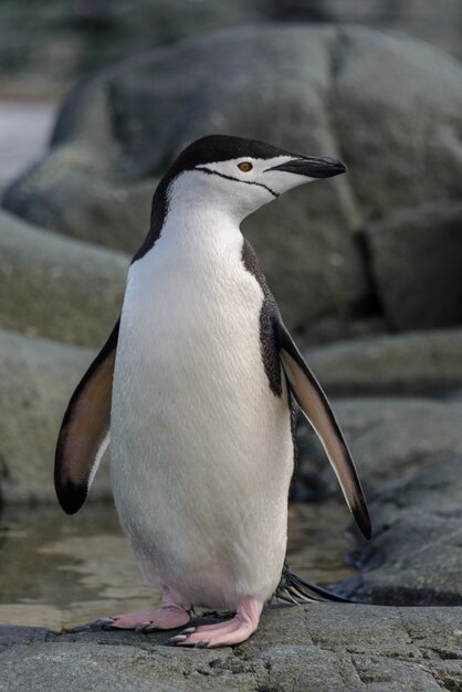 岩の上のヒゲペンギンがクローズアップ