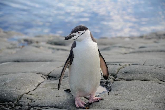 Chinstrap penguin on the rock close up