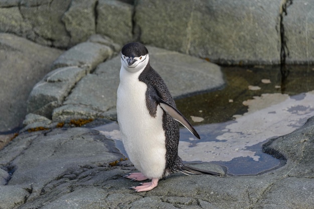 Chinstrap penguin on the rock close up