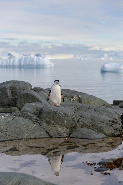 Chinstrap penguin on the rock with reflection in Antarctica