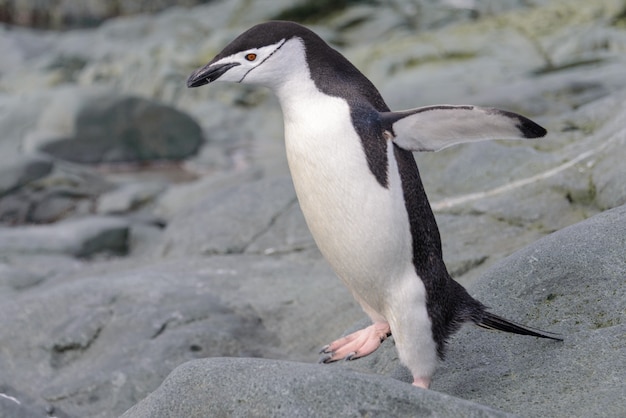 Pinguino di sottogola sulla neve in antartide