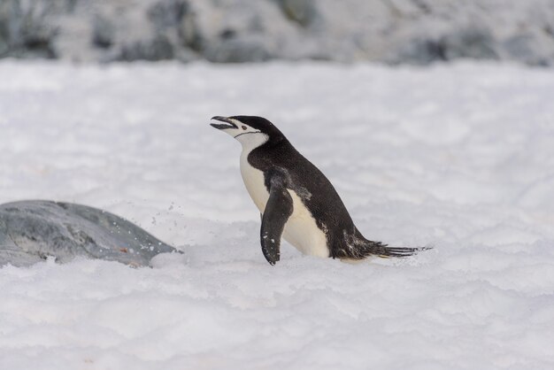 南極の雪の上のヒゲペンギン