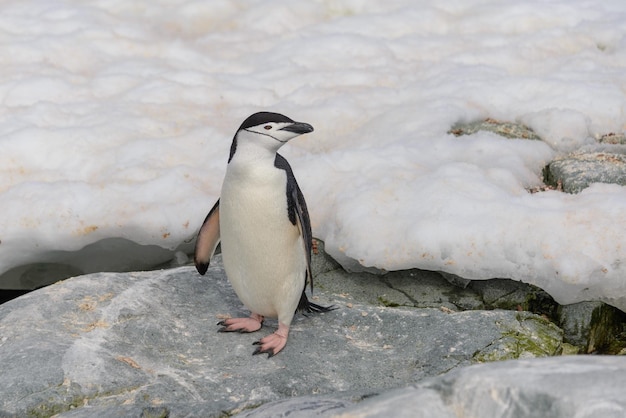 南極の雪の上のヒゲペンギン