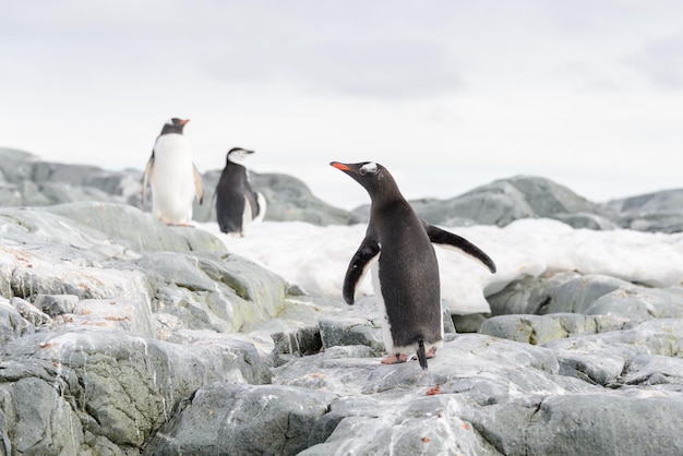 南極の雪の上のヒゲペンギン