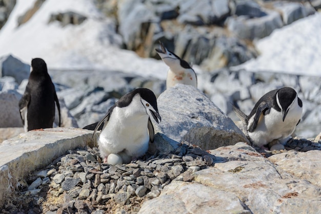 Chinstrap penguin with egg on the beach in Antarctica