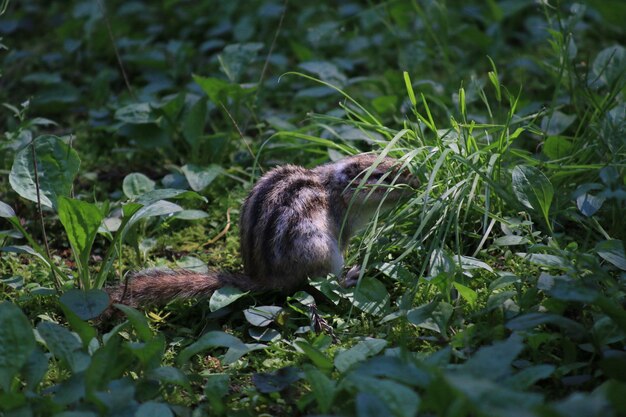 Photo chipmunk amidst plants