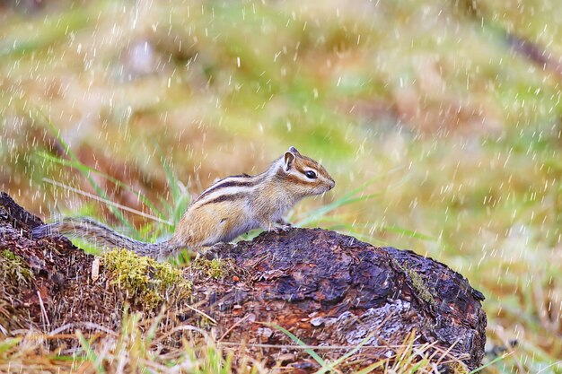 野生の小さなかわいいリスのシマリス動物