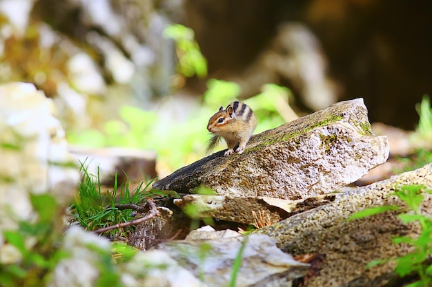 Chipmunk animal in the wild little cute squirrel