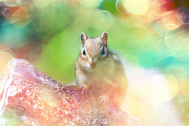 Chipmunk animal in the wild little cute squirrel