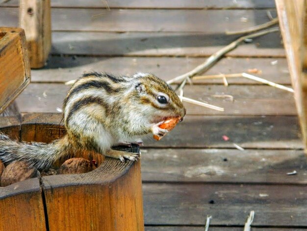 Photo chipmunk catch stone in his cute hands