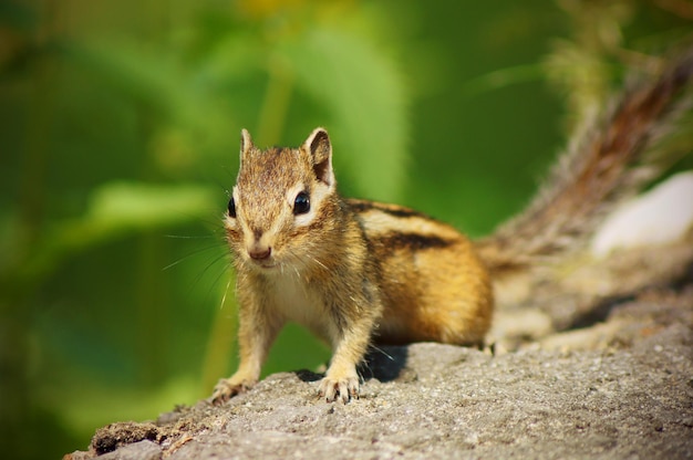 Chipmunk close-up van hoge kwaliteit