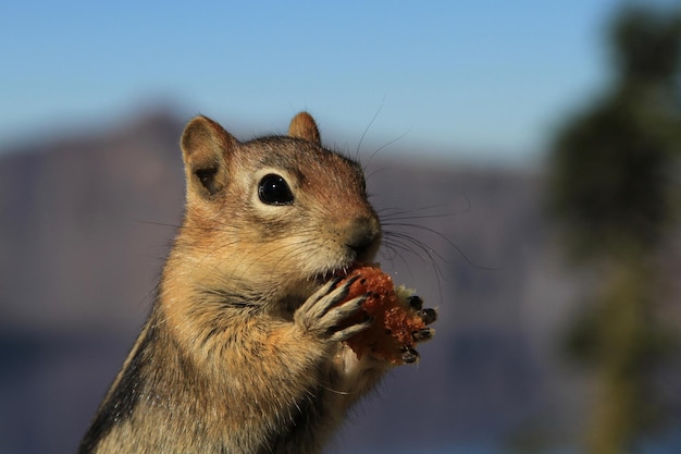 Photo chipmunk at crater lake