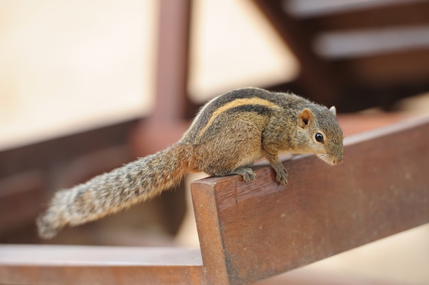 写真 木のシマリス。スリランカ