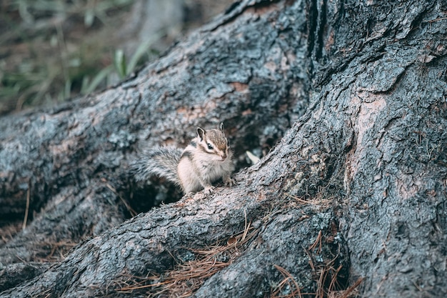 Photo a chipmunk on the root of a cedar tree is looking for food and eating nuts