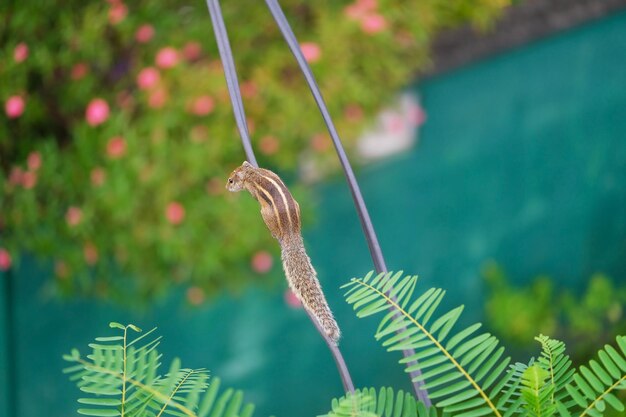 Photo chipmunk runs along a wire top view