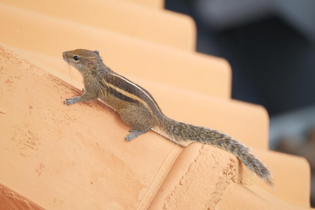 Photo chipmunk sitting on the roof of a house