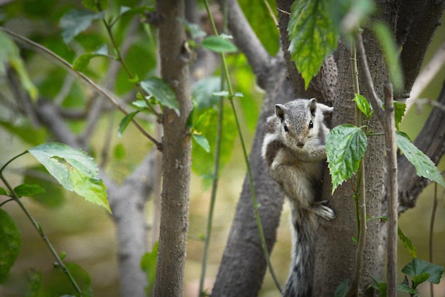 Photo chipmunk tree