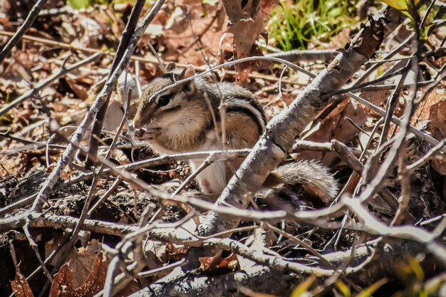 Photo chipmunk in the woods