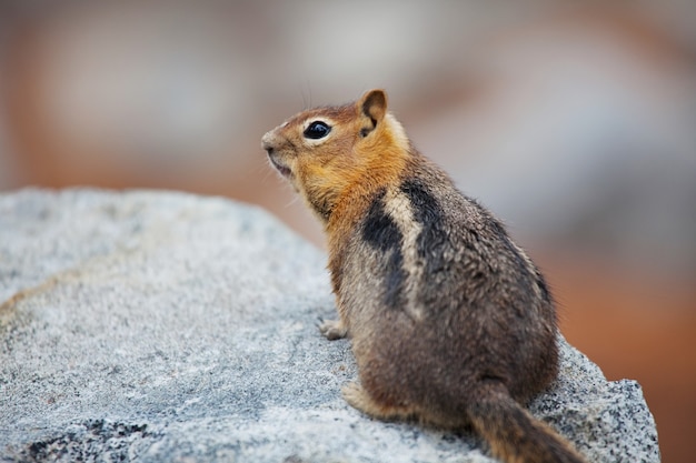 シマリス