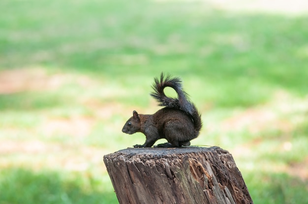 Photo chipmunk