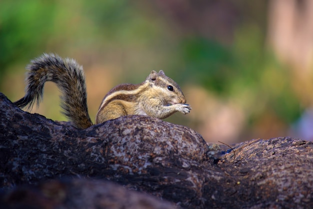 Chipmunk