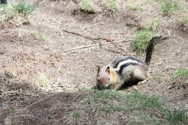 写真 ベンド野生生物保護区のシマリス