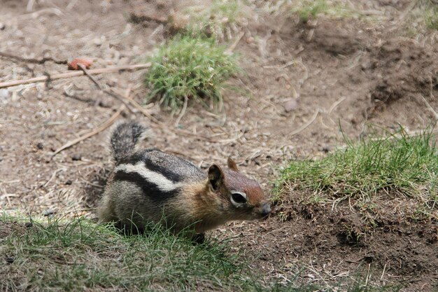 Chipmunks in het natuurreservaat van de bocht