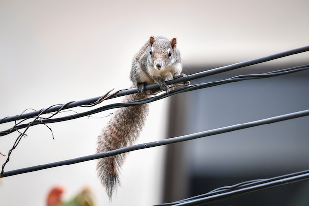 Photo the chipmunks that live in the city are active in the morning.