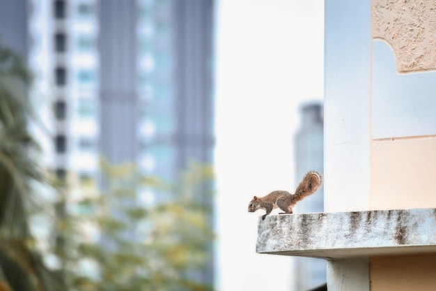 Photo the chipmunks that live in the city are active in the morning.