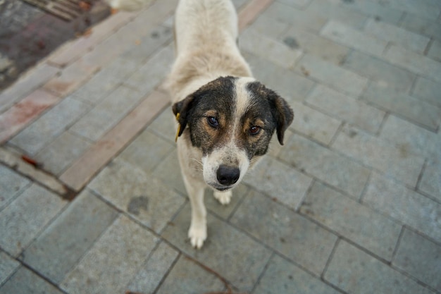 Cani randagi scheggiati in una strada cittadina.