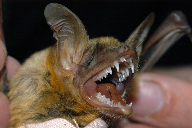 Photo chiropterologist holding and studying a bat in his hands