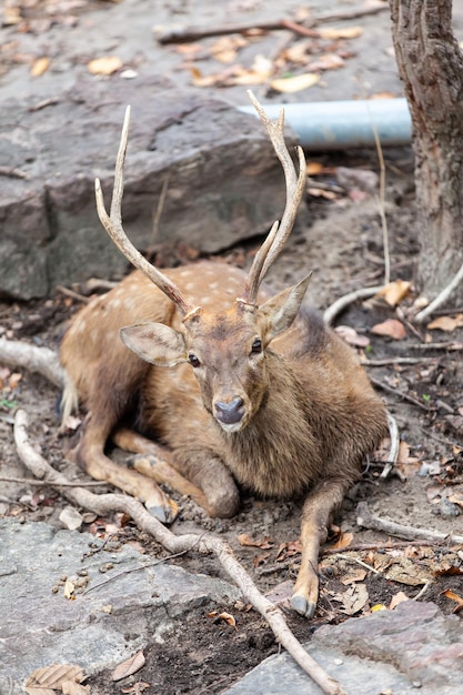 Chital cheetal cervi macchiati parco nazionale dei cervi dell'asse in thailandia