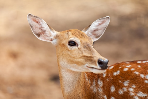 アクシスジカ、チータル、斑点のある鹿、軸の鹿、タイの国立公園。