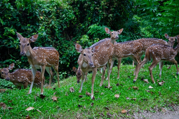 Chital deer group in wild