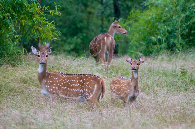 Chital  Deers