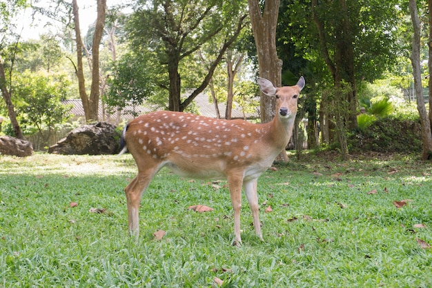 Chital spotted deerは公園の芝生の庭に立っています