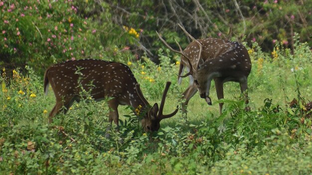 Foto chitals op het veld