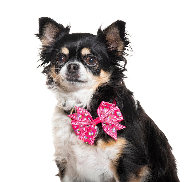 Chiuahua wearing a pink bow tie isolated on white