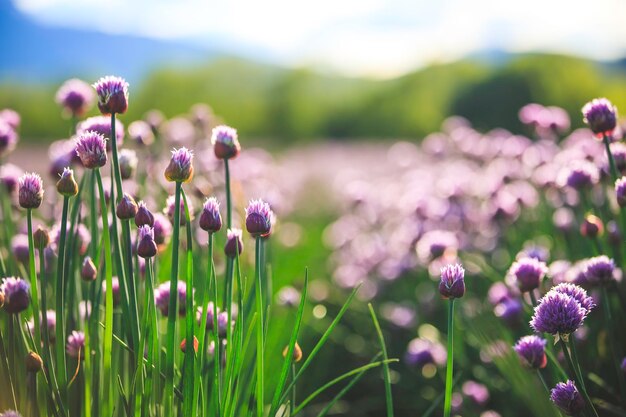 Chive herb blooming in spring time agriculture field