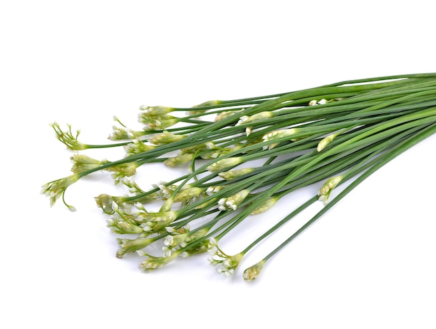 Chives flower or Chinese Chive on white