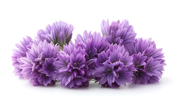 Chives flower on a white background