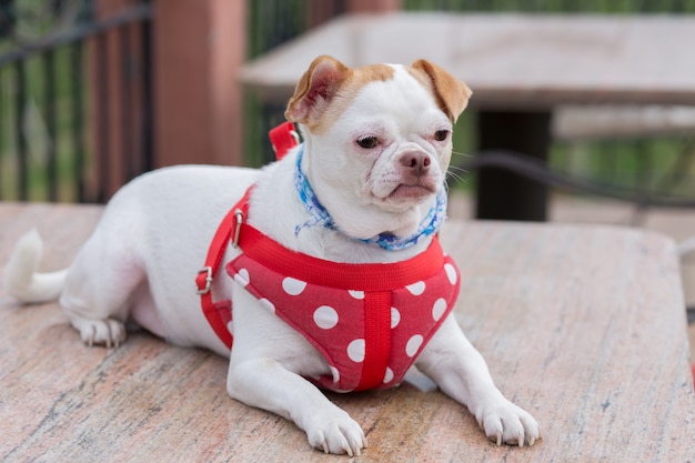 Chiwawa pup op tafel