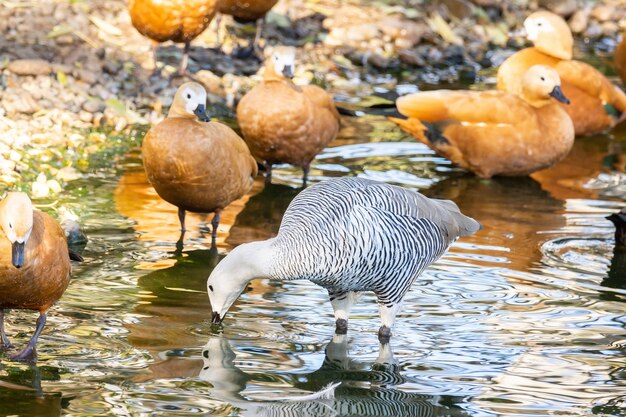 水中のクロエファガ・ピクタ