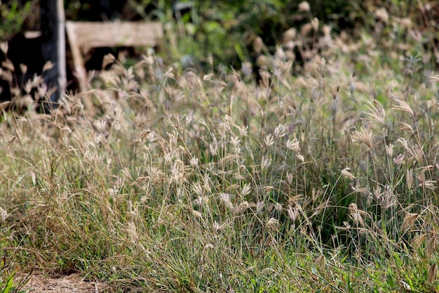 Chloris gayana grass at the meadow