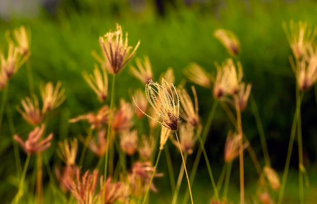 Photo chloris virgata feather fingergrass feathery rhodesgrass selected focus for natural background