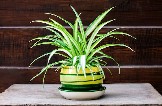 Chlorophytum comosum (also known spider plant) in a pot